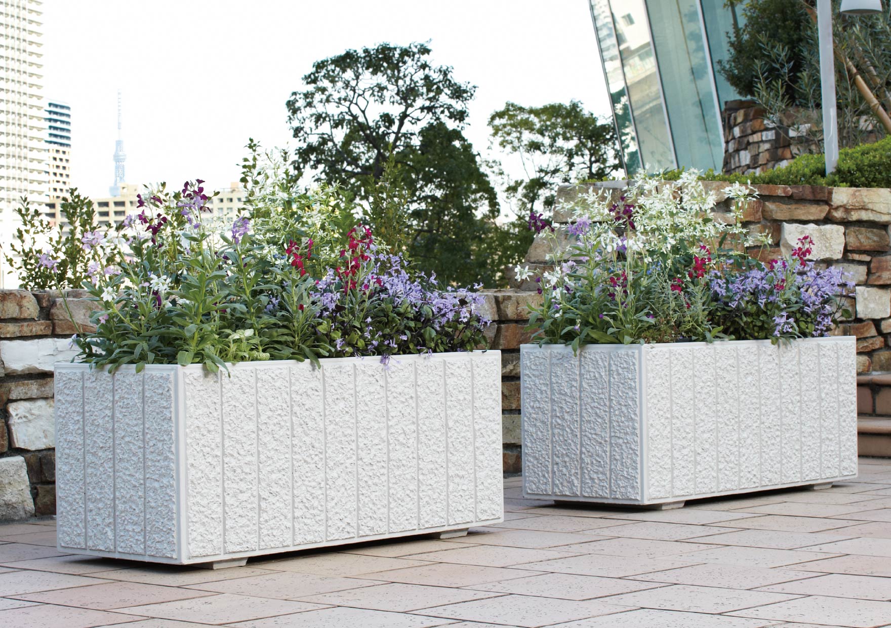 ダンディストライプ