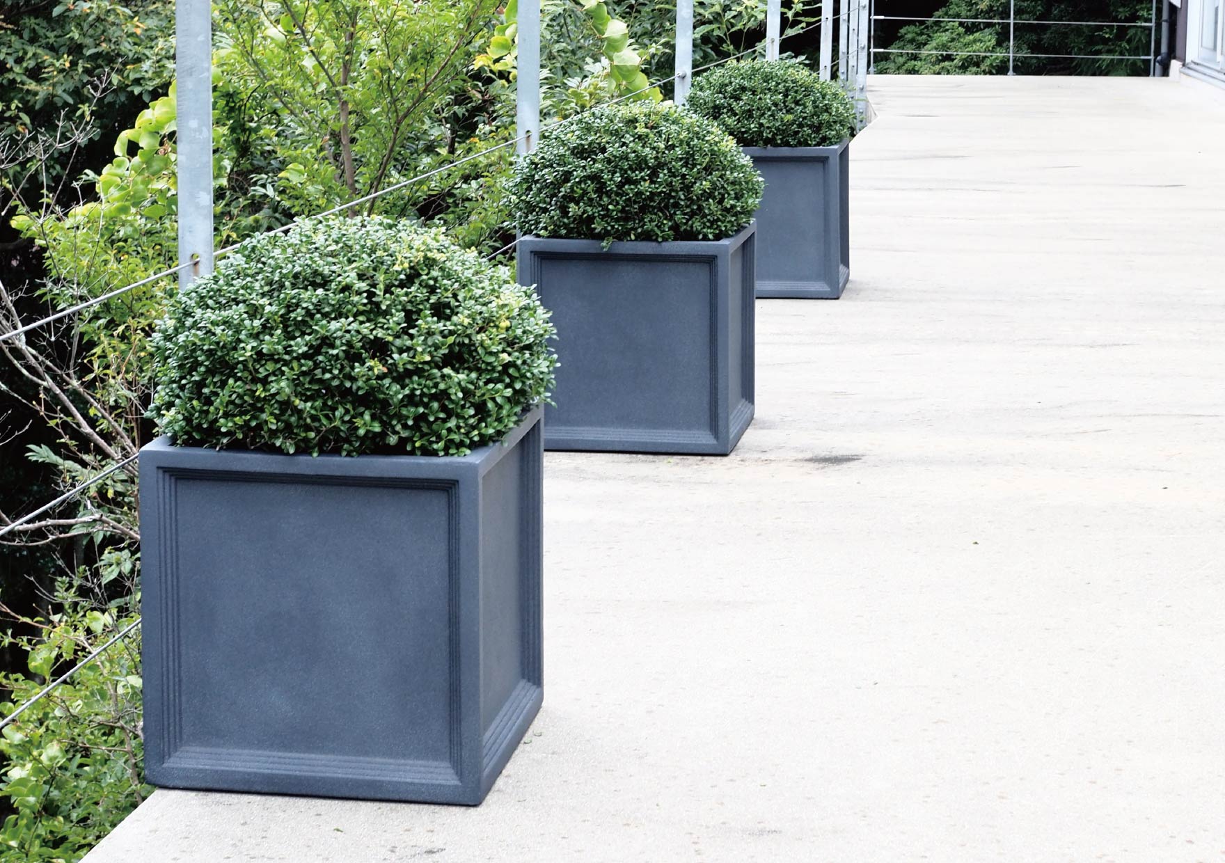 ブリティッシュ・ソンノ・ナチュラル