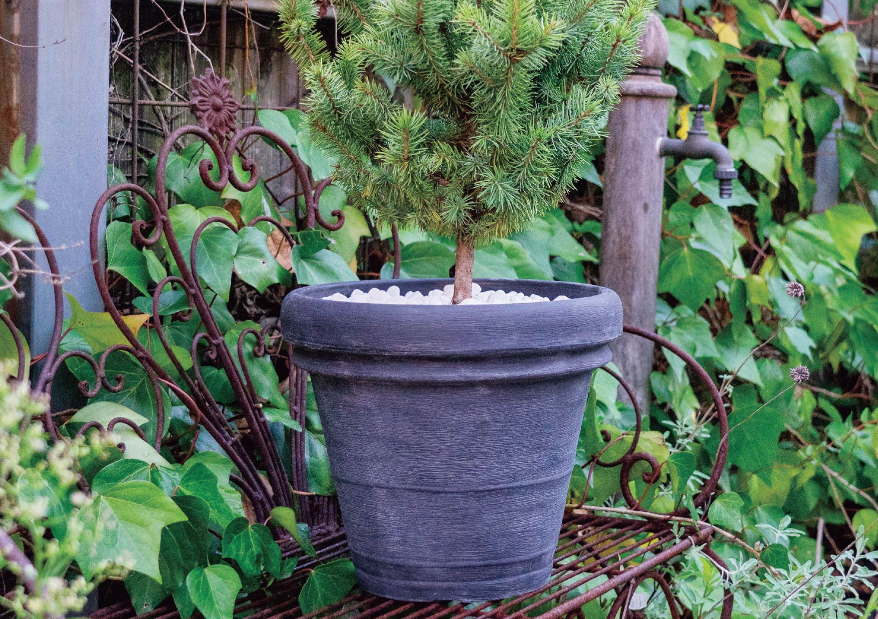 エルム テラコッタ